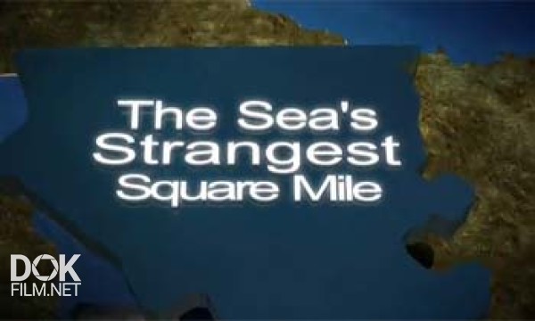 Самое Странное Место В Океане / The Sea\'S Strangest Square Mile (2012)