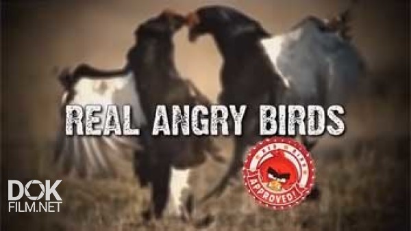 Реальные Злые Птицы / Real Angry Birds (2014)