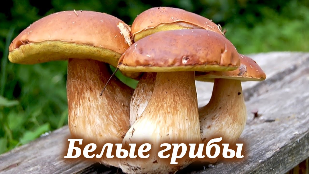 Царство грибов. Белые грибы (2023)