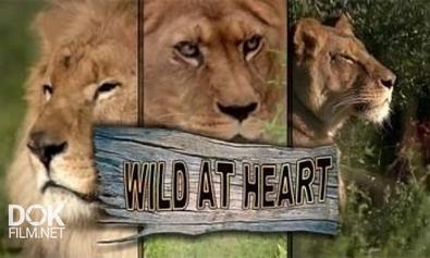 Дикие Сердцем / Wild At Heart (2007)