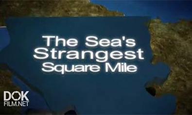 Самое Странное Место В Океане / The Sea\'S Strangest Square Mile (2012)