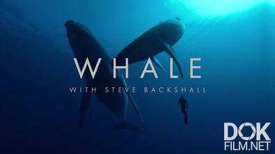 Китообразные со Стивом Бэкшоллом/ Whale with Steve Backshall (2023)