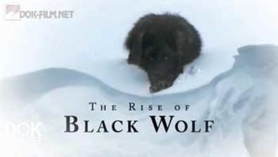 Восхождение Черного Волка / The Rise Of Black Wolf (2010)