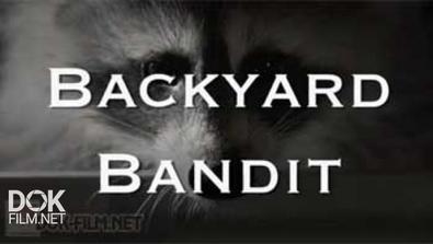 Нашествие Енотов / Raccoon. Backyard Bandit (2014)