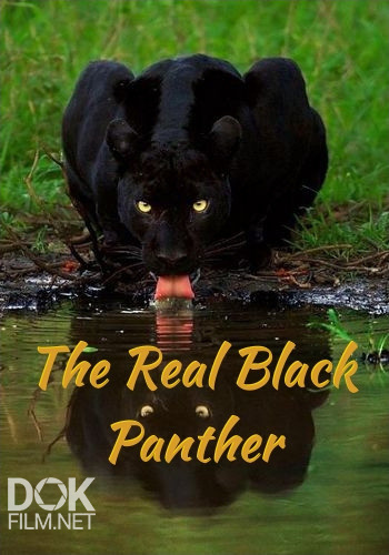 Настоящая Черная Пантера/ The Real Black Panther (2020)