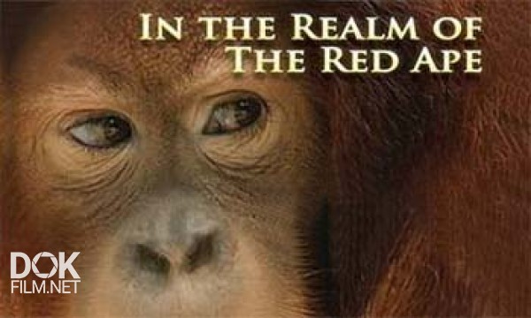 Документальный фильм «Дикая Азия. В Царстве Рыжей Обезьяны / Wild Asia