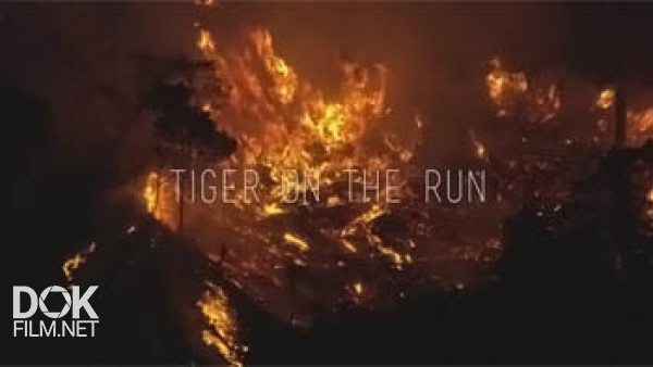 Тигр В Бегах / Tiger On The Run (2015)