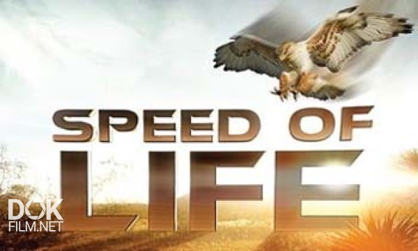 Скорость Жизни / Speed Of Life (2010)