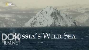 Дикое Море России/ Russia'S Wild Sea (2018)