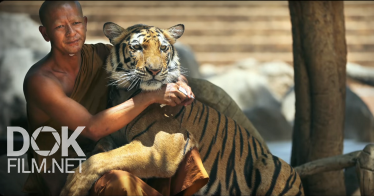 За Кадром. Таиланд. Тигриный Монастырь (2015)