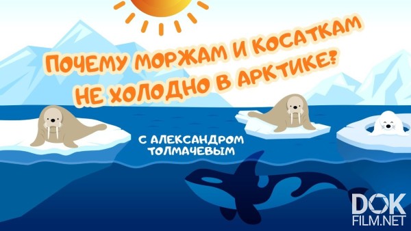 "Почему Моржам И Косаткам Не Холодно В Арктике?" С Александром Толмачевым (2020)