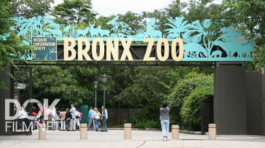 Зоопарк/ The Bronx Zoo (2018)