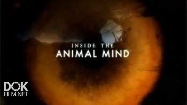 Животный Интеллект / Inside The Animal Mind (2014)