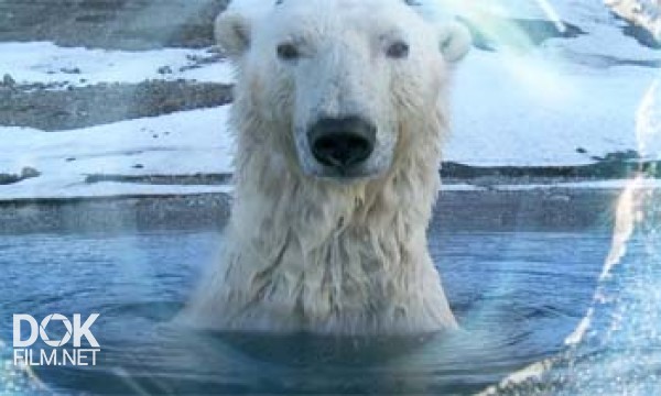 Полярные Медведи: Шпионы На Льду / Polar Bears. Spy On The Ice (2010)