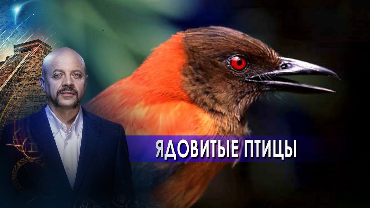Загадки человечества с Олегом Шишкиным. Ядовитые птицы (24.05.2021)