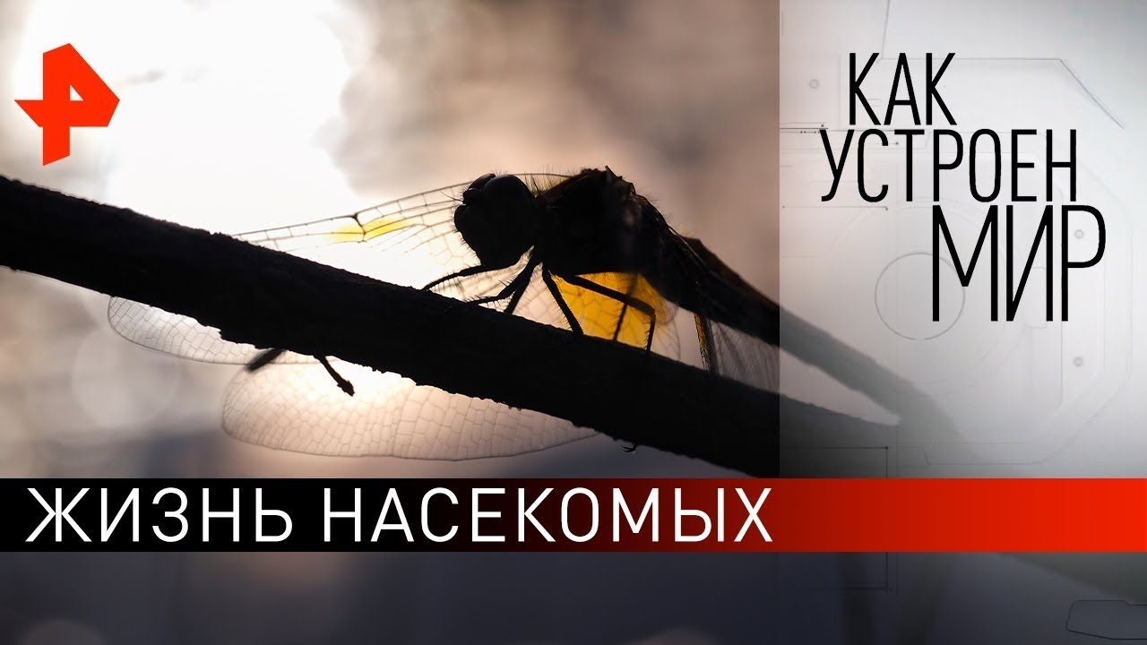 "Как устроен мир" с Тимофеем Баженовым. Жизнь насекомых (29.07.2021)