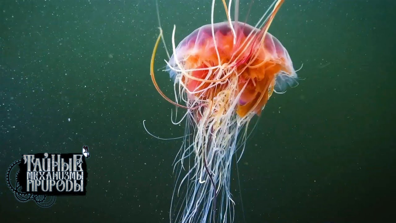 Тайные механизмы природы. Белое море. Подводная жизнь (2021)