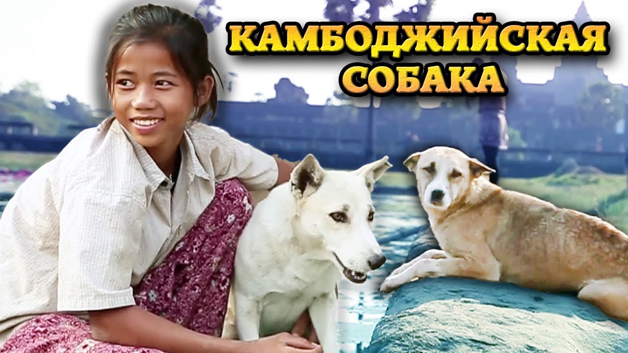 Камбоджийская собака. Порода, о которой мало известно (2022)