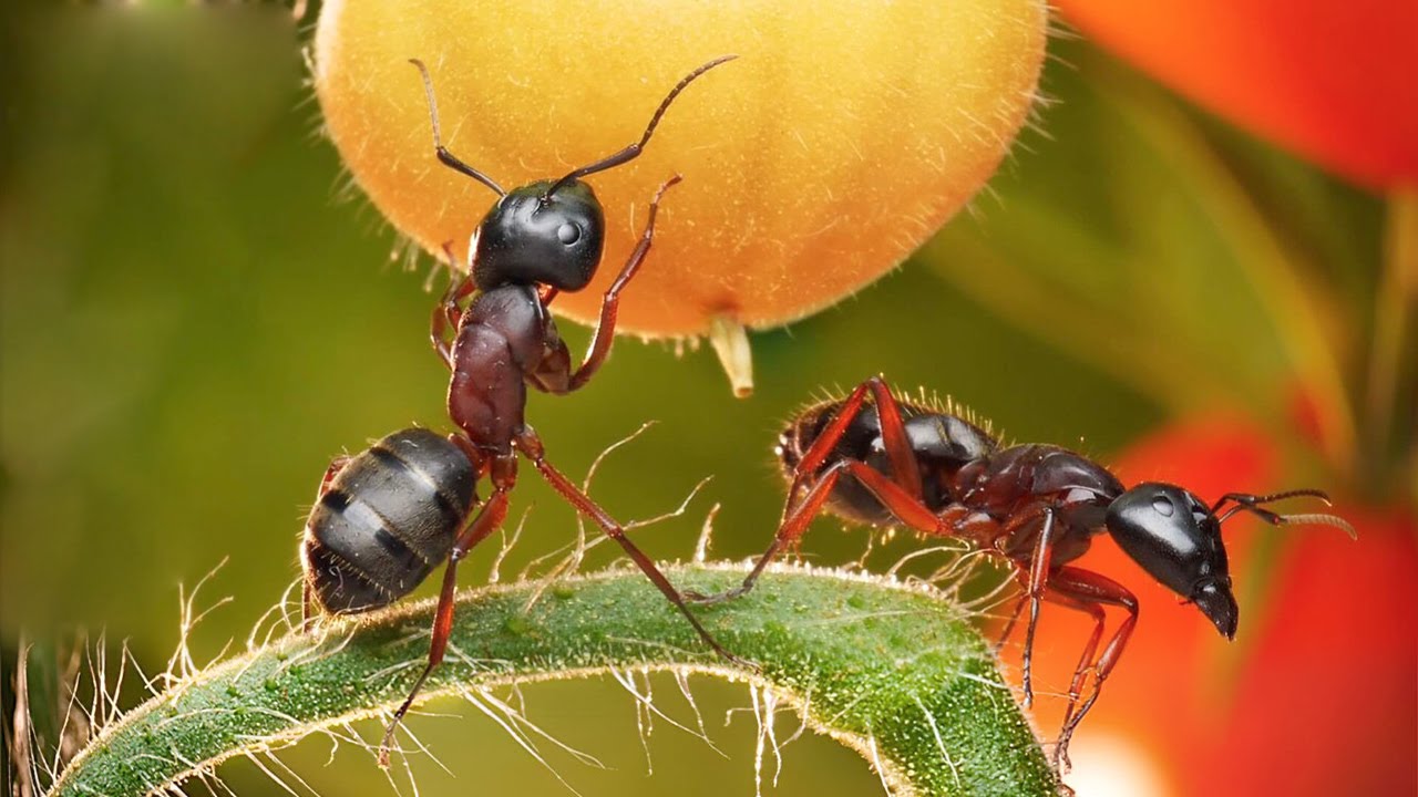 Все как у людей. Какой вес может поднять муравей? Исключительные представители дикой природы (2022)
