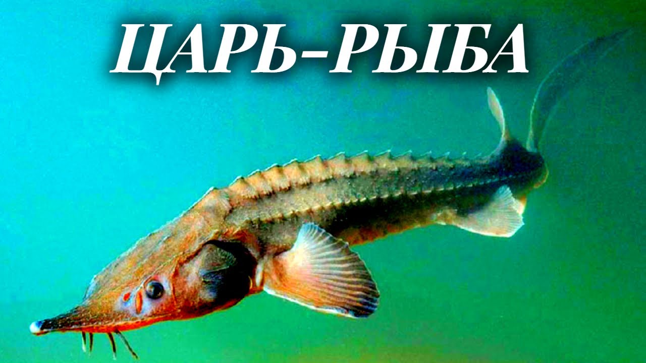 Царь-рыба. Уникальные технологии разведения осетровых (2022)