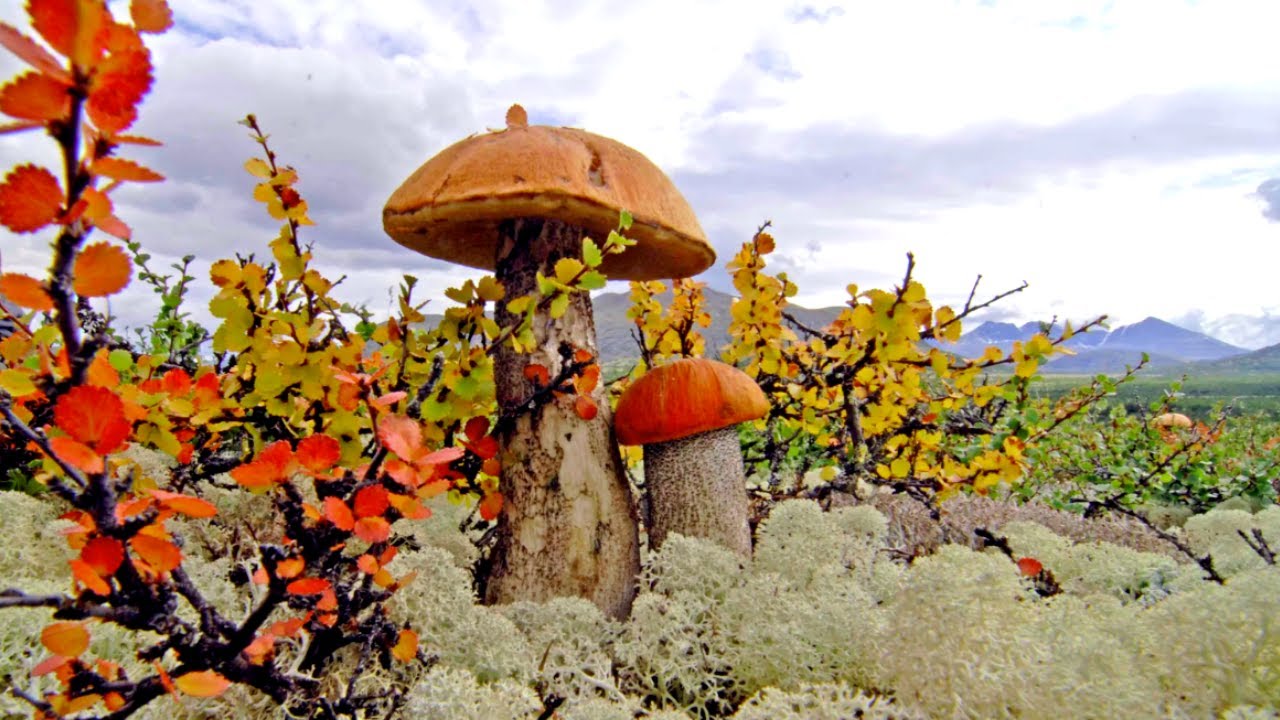 Царство грибов. Грибы выше деревьев, и почему саамы не едят грибы (2023)