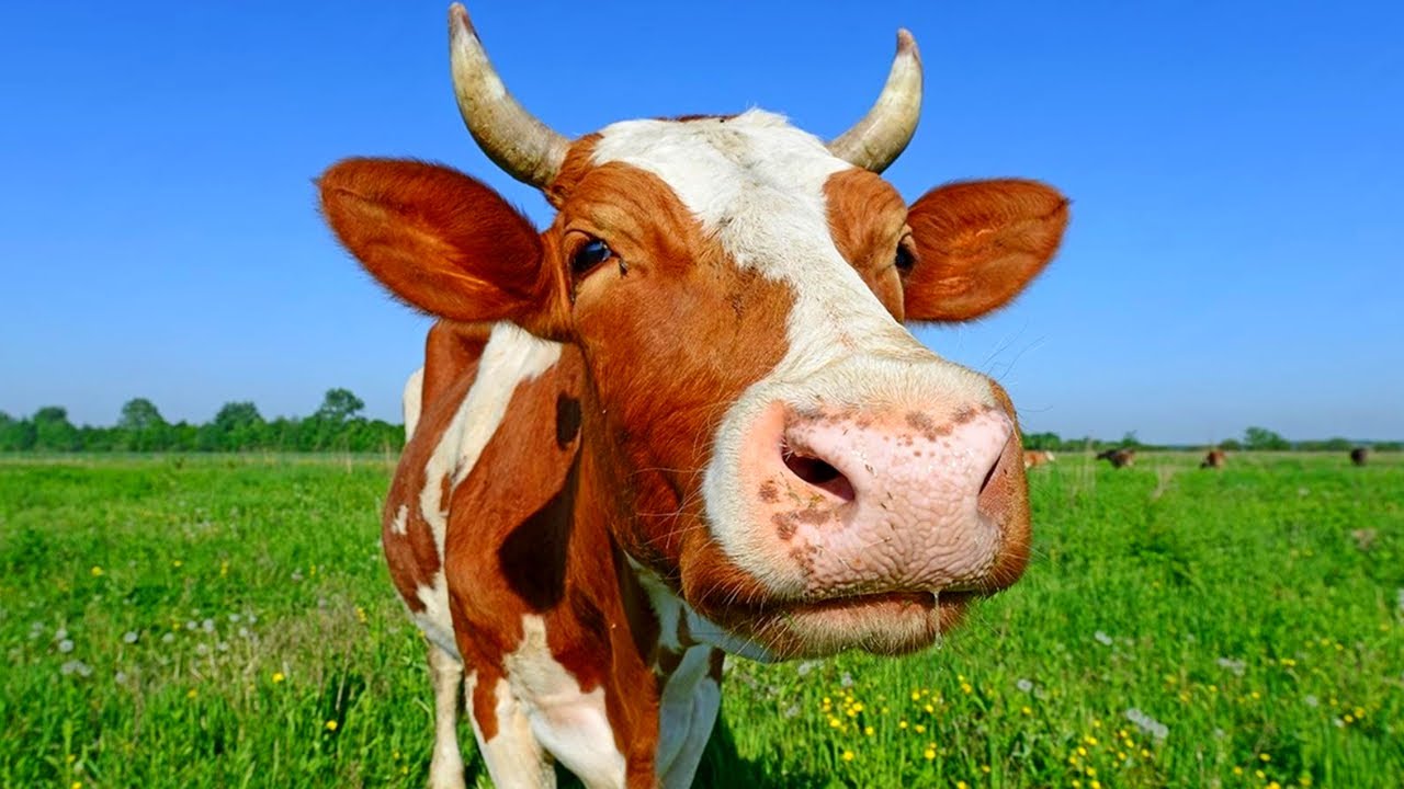 Животные, изменившие мир. Чему нас научила корова? (2023)