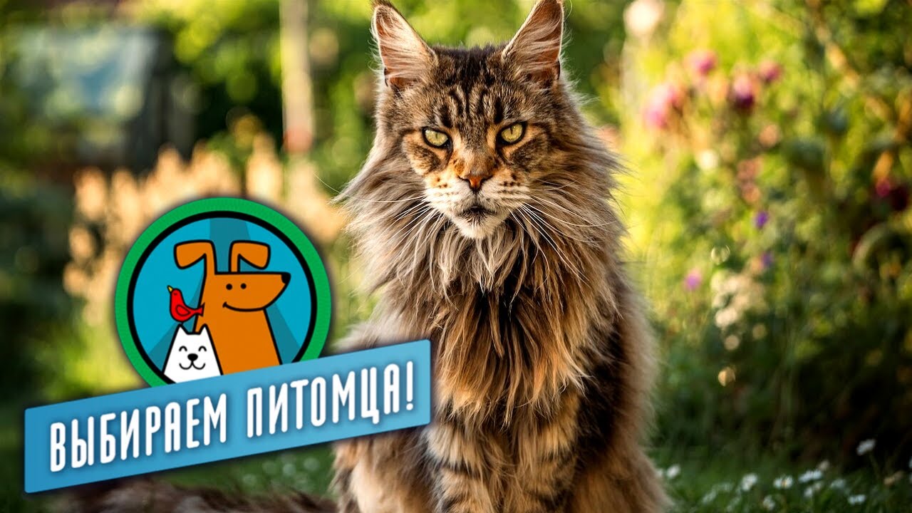 Выбираем питомца с Алексеем Ягудиным. Большие домашние кошки (2023)