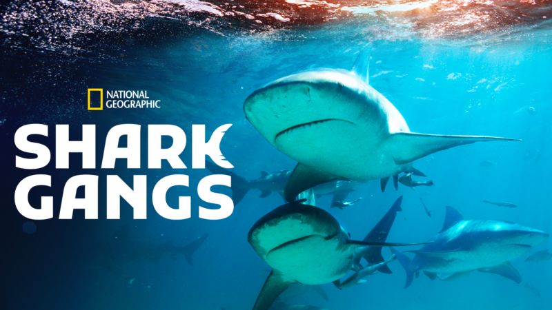 Акульи банды/ Shark Gangs (2021)