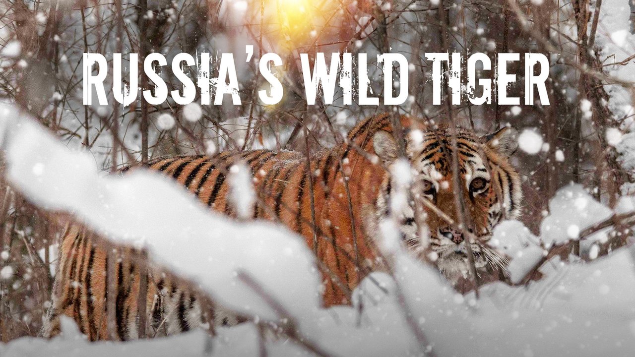 Дикие тигры России/  Russia's Wild Tiger (2022)