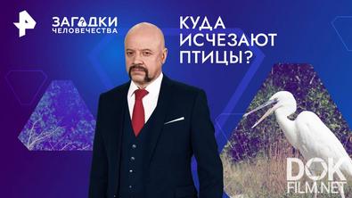 Загадки человечества с Олегом Шишкиным. Куда исчезают птицы? (18.10.2024)
