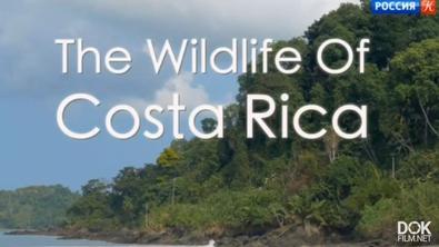 Радужный Мир Природы Коста-Рики/ The Wildlife Of Costa Rica (2017)