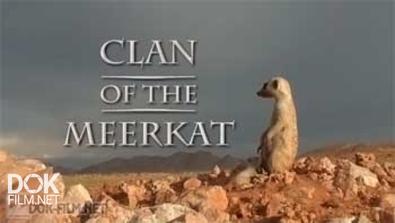 Клан Сурикатов / Clan Of The Meerkat (2010)