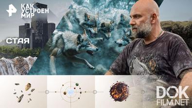 Как устроен мир с Тимофеем Баженовым. Стая (11.02.2026)