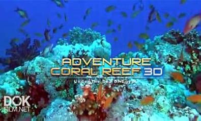 Коралловый Риф. Подводный Мир Египта / Adventure Coral Reef: Under The Sea Of Egypt (2013)