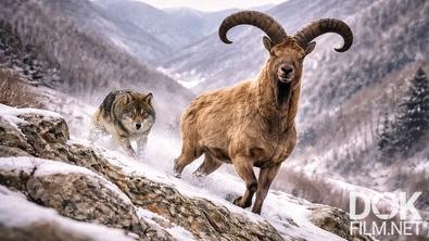 Все как у людей. Борьба за жизнь в суровых горах Кавказа: как дикие звери выживают в заснеженных горах Илису? (2026)