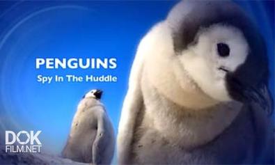 Пингвин: Шпион Под Прикрытием / Penguins. Spy In The Huddle (2013)
