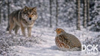 Все как у людей. Суровая зима в Березинском заповеднике: как холода меняют правила выживания диких животных? (2026)