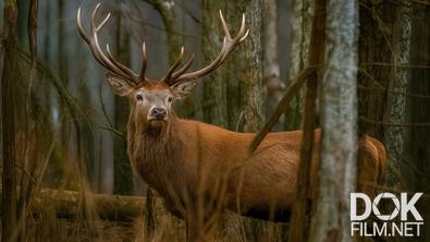 Все как у людей. Почему олени сбрасывают рога, а кабаны прячутся под елями? Изучаем животных Березинского заповедника (2025)