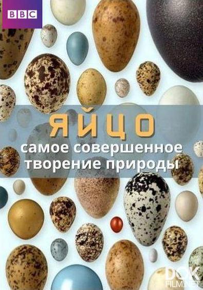 BBC: Живой мир. Яйцо: самое совершенное творение природы/  BBC Natural World. Egg: The Most Perfect Creation of Nature (2023)