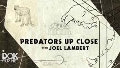 Хищники Крупным Планом С Джоэлом Ламбертом / Predators Up Close With Joel Lambert (2015)