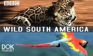 Дикая Южная Америка / Bbc: Wild South America (2003)