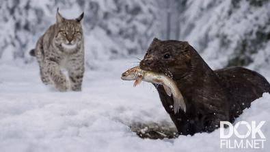 Все как у людей. Жизнь диких животных в трескучие морозы: какие стратегии выживания помогают зверям пережить зиму? (2026)