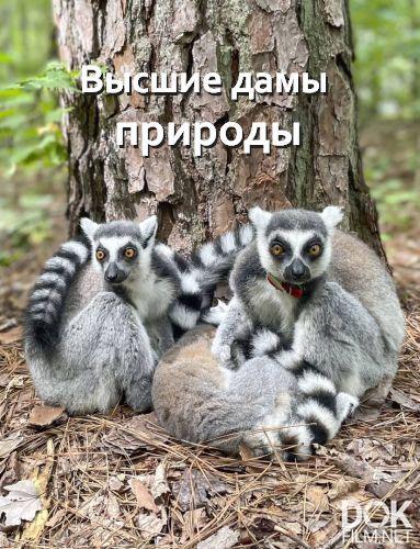 Доминирующие самки в природе/ Nature's Leading Ladies (2024)