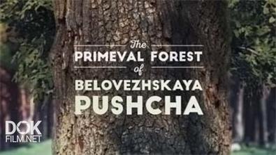 Беловежская Пуща: Первозданный Лес / The Primeval Forest Of Belovezhskaya Pushcha (2015)