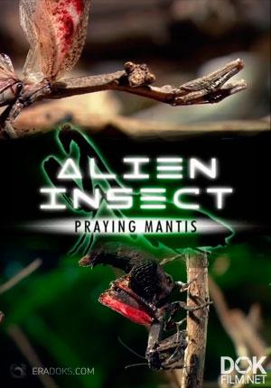 Насекомое с другой планеты. Богомол/ Insect from another planet. Mantis (2012)
