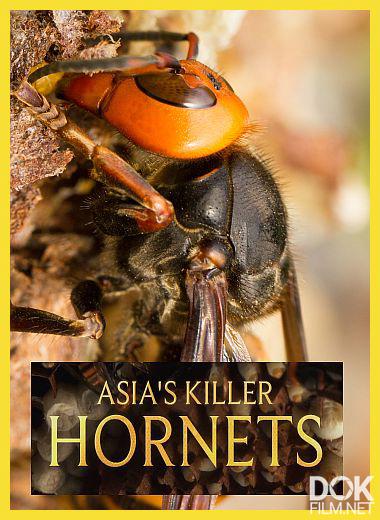 Смертоносные шершни Азии/ Asia's Killer Hornets (2025)
