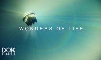Чудеса Жизни / Wonders Of Life (2013)