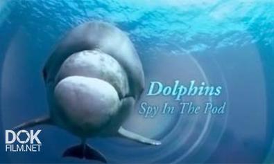 Дельфины. Шпион В Стае / Dolphins. Spy In The Pod (2014)