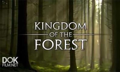 Лесное Царство / Kingdom Of The Forest (2010)