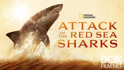 Нападение акул в Красном море/ Attack of the Red Sea Sharks (2024)